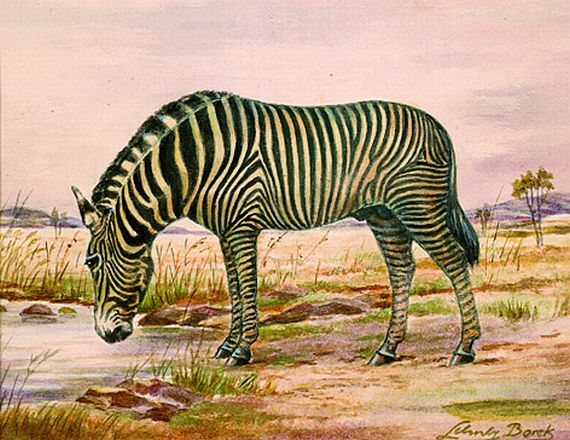 Rudolph Schulz-Borek - Zebra