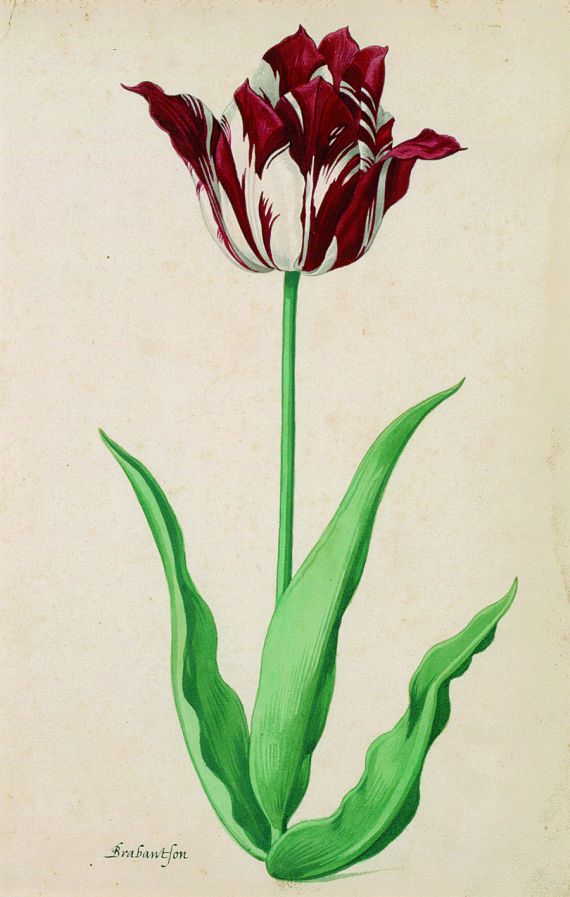 Pieter (II) Holsteyn - Tulpe: Brabantson