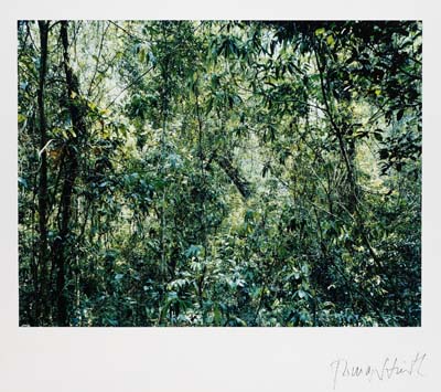 Thomas Struth - Paradise 9 (Xi Shuang Banna) Provinz Yunann / China. 1999