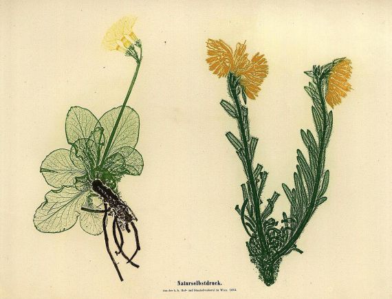 Alois Auer Ritter von Welsbach - Die Entdeckung des Naturselbstdruckes. 1854.