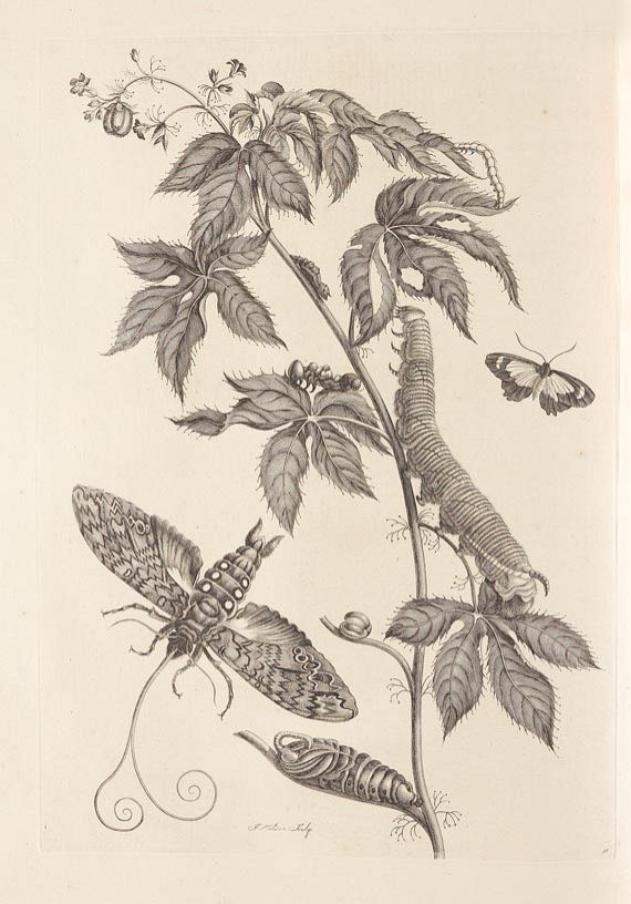 Maria Sibylla Merian - Surinaamsche Insecten. 1730 - Weitere Abbildung