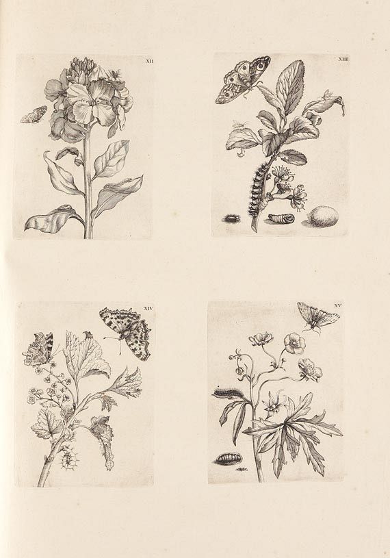 Maria Sibylla Merian - Surinaamsche Insecten. 1730 - Weitere Abbildung