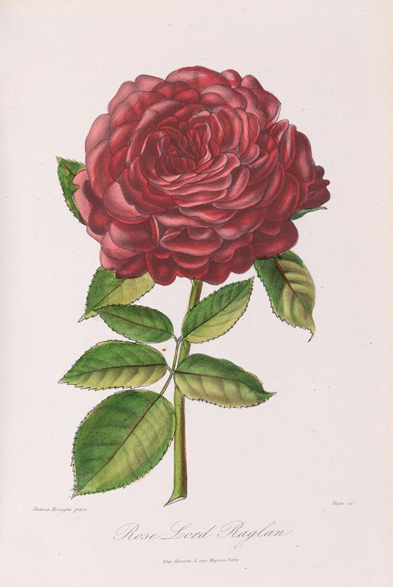 Roses et Rosiers - Roses et Rosiers 1873