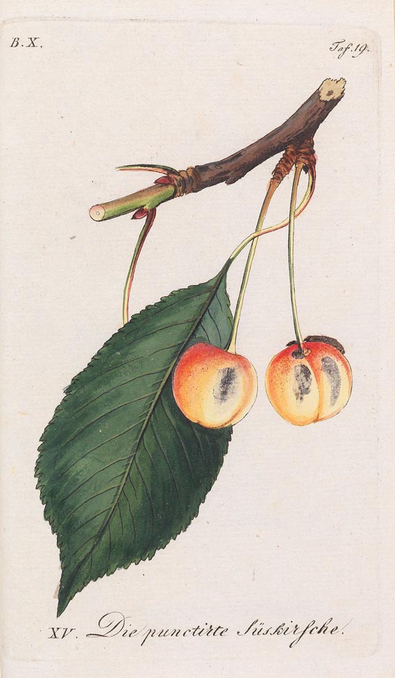 Johann Sickler - Der teutsche Obstgärtner 20 Bde. 1794 - Weitere Abbildung