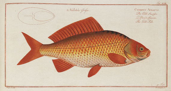 Marcus Elieser Bloch - Oecon. Naturgeschichte der Fische/d. ausländ. Fische. 5 Text- u. 4 Tafelbde. Zus. 9 Bde. 1782-87.