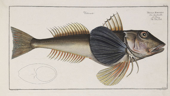 Marcus Elieser Bloch - Oecon. Naturgeschichte der Fische/d. ausländ. Fische. 5 Text- u. 4 Tafelbde. Zus. 9 Bde. 1782-87.