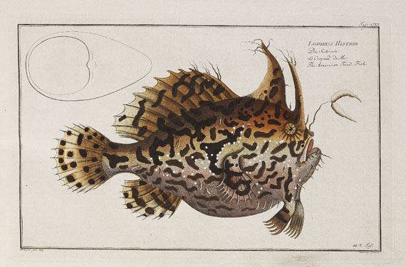 Marcus Elieser Bloch - Oecon. Naturgeschichte der Fische/d. ausländ. Fische. 5 Text- u. 4 Tafelbde. Zus. 9 Bde. 1782-87.