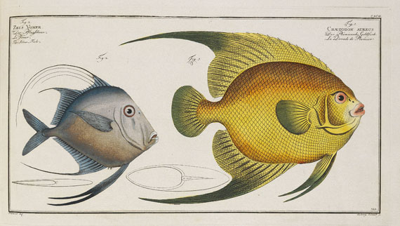 Marcus Elieser Bloch - Oecon. Naturgeschichte der Fische/d. ausländ. Fische. 5 Text- u. 4 Tafelbde. Zus. 9 Bde. 1782-87.