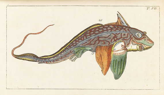 Gottlieb Tobias Wilhelm - Naturgeschichte, 1834. 27 Bde. - Weitere Abbildung