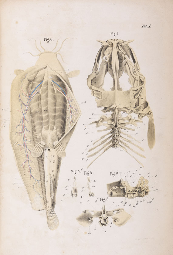 Theodor Bilharz - Das electrische Organ des Zitterwelses. 1857.