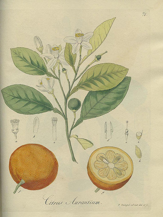 Diedrich Franz Leonhard von Schlechtendal - Pharmacopea Borussica. 1837. 2 Bde.