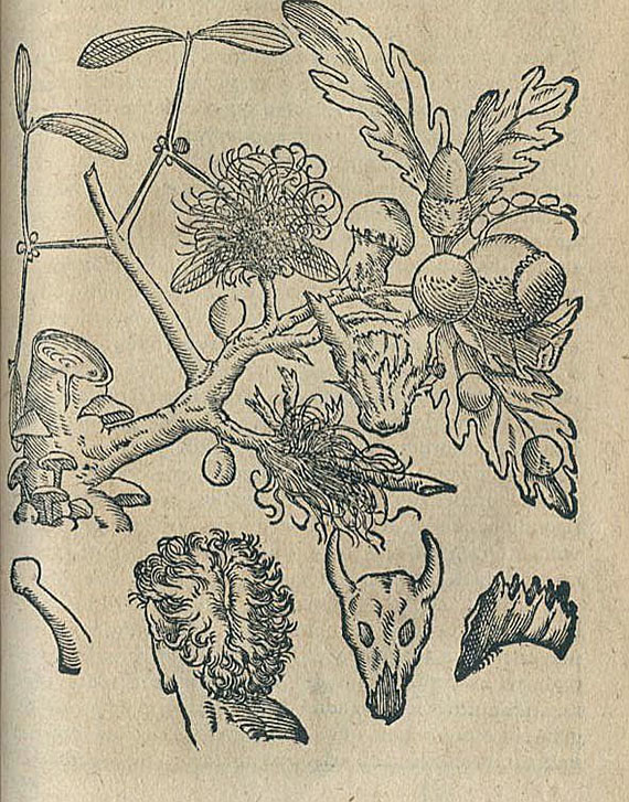 G. B. della Porta - Phytognomonica. 1591.