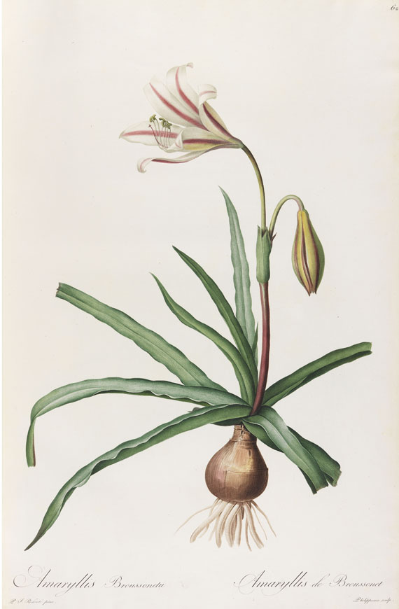 Pierre Joseph Redouté - Liliacées. 8 Bde. 1802-16.