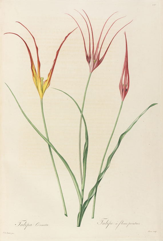 Pierre Joseph Redouté - Liliacées. 8 Bde. 1802-16. - Weitere Abbildung