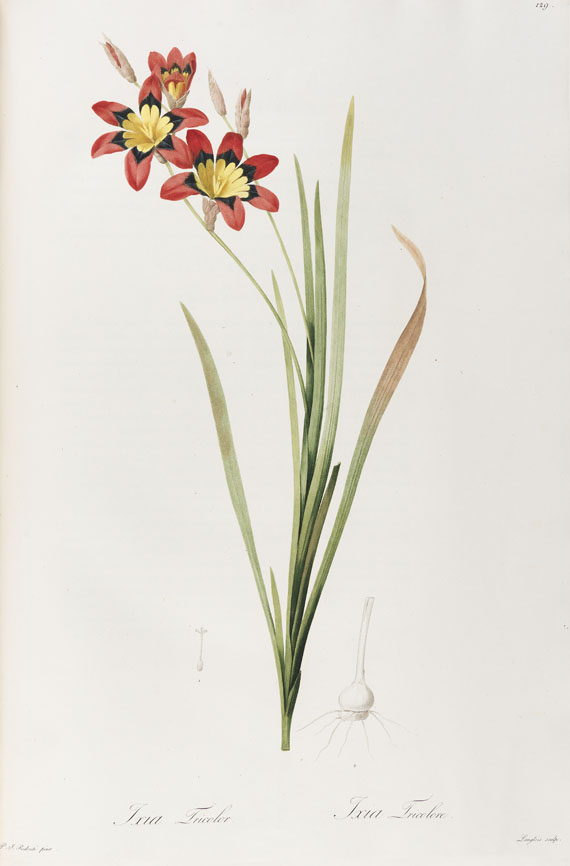 Pierre Joseph Redouté - Liliacées. 8 Bde. 1802-16. - Weitere Abbildung