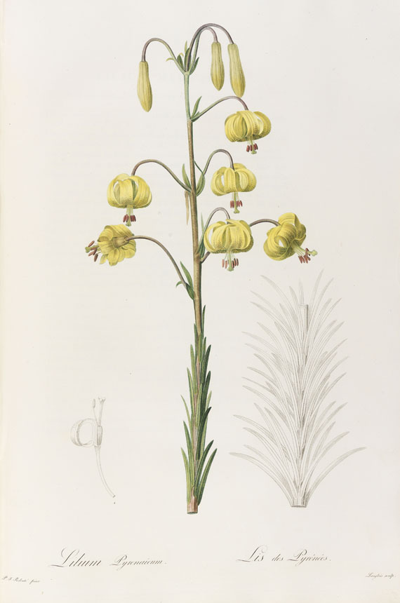 Pierre Joseph Redouté - Liliacées. 8 Bde. 1802-16. - Weitere Abbildung