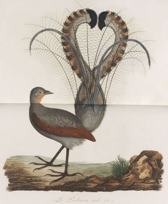 Jean Baptiste Audebert - Oiseaux dorés ou reflets métalliques. 1802. 2 Bde.. - Weitere Abbildung