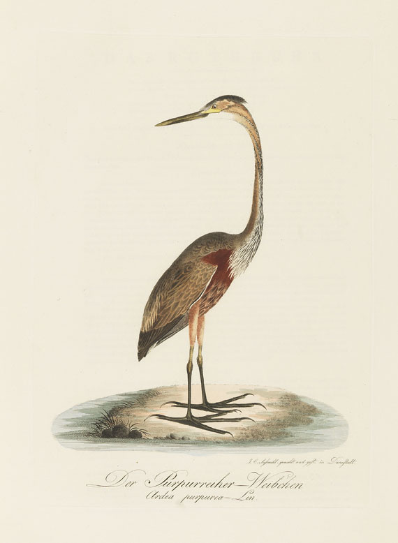 Johann Conrad Susemihl - Teutsche Ornithologie. 1800-1817. 2 Bde..