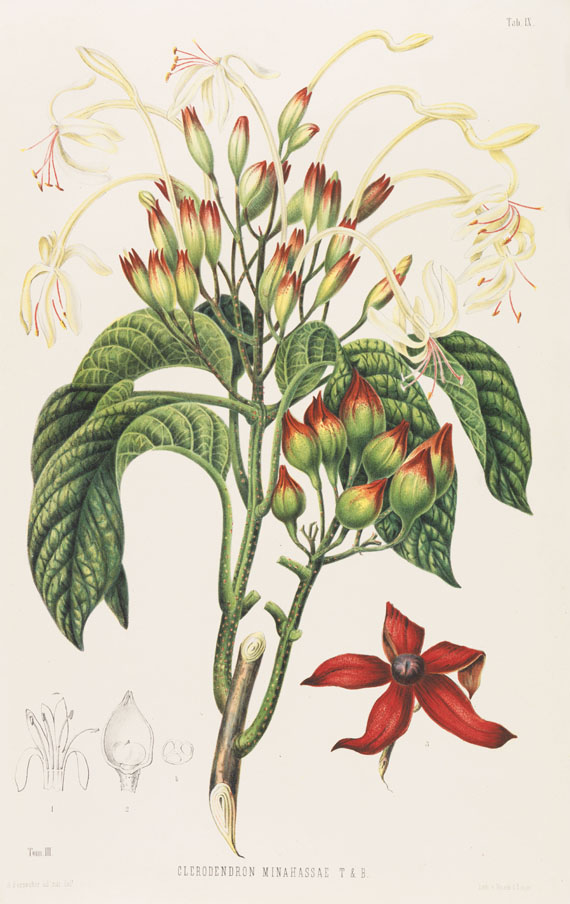 Friedr. A. Wilh. Miquel - Annales musei botanici. 4 Bde. 1863f.. - Weitere Abbildung