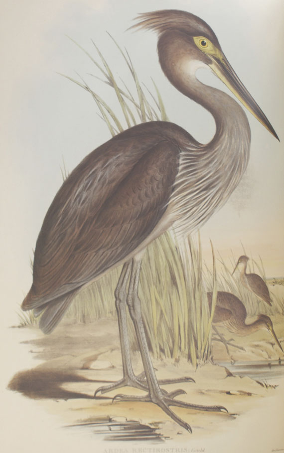 Gould, J. - Faks.: Gould, J., Birds of Australia. Bd. VI. 1995.