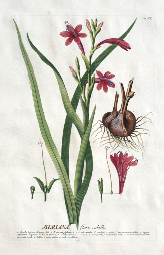  Blumen und Pflanzen - 8 Bll. Blumen-Kupfer (Chr. J. Trew). Um 1750.