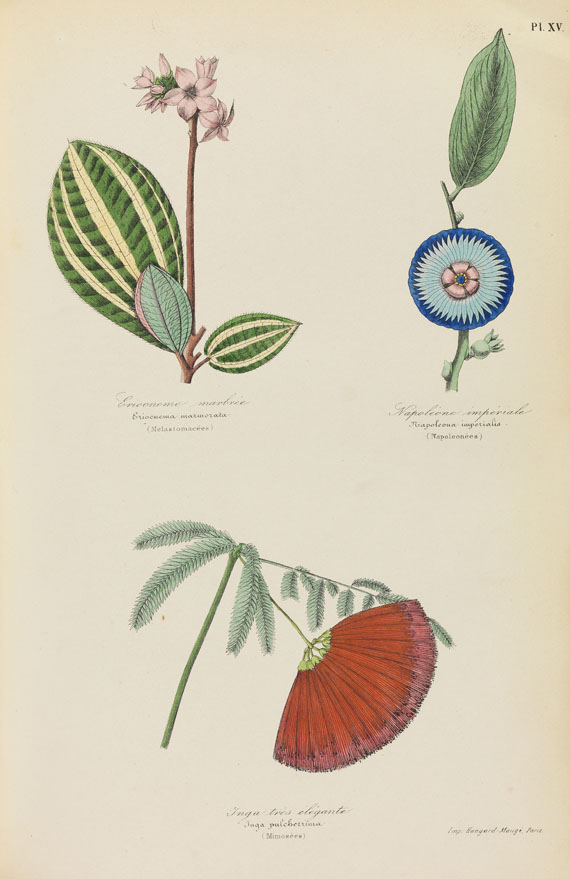 Emmanuel Le Maout - Botanique. 1852 - Dabei: Wooster, Alpine plants. 1874