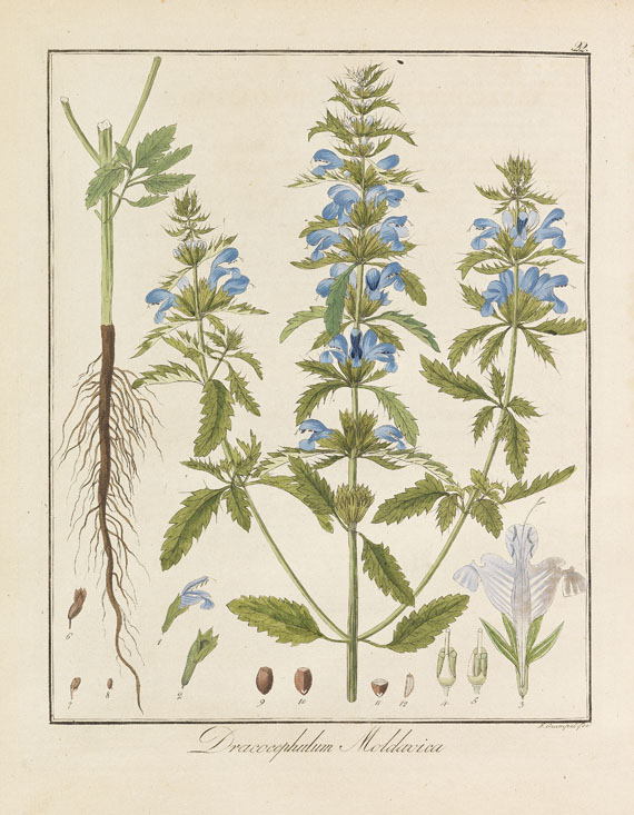 Friedrich Gottlob Hayne - Gewächse. 13 Bde. 1805-37 - Weitere Abbildung