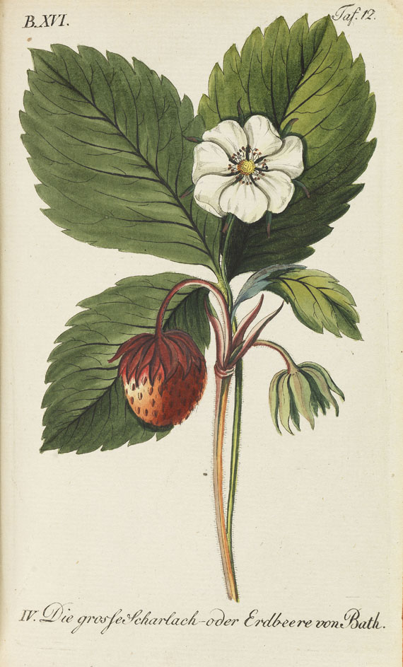 Johann Volckmar Sickler - Der teutsche Obstgärtner. 20 Bde. 1794 f. - Weitere Abbildung