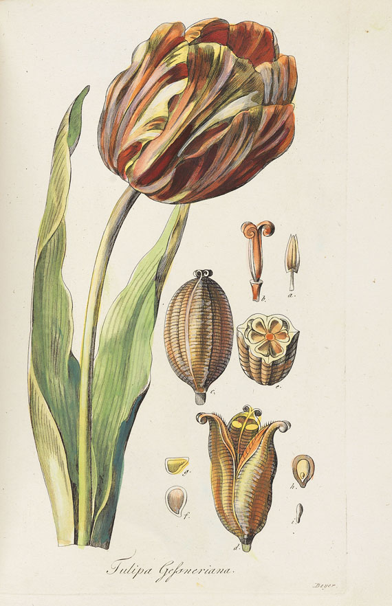 Leopold Trattinnick - Botanisches Album.