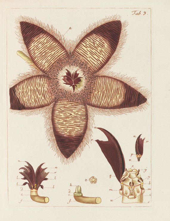 Nicolaus Joseph Jacquin - Miscellanea Austriaca ad botanicam - Weitere Abbildung