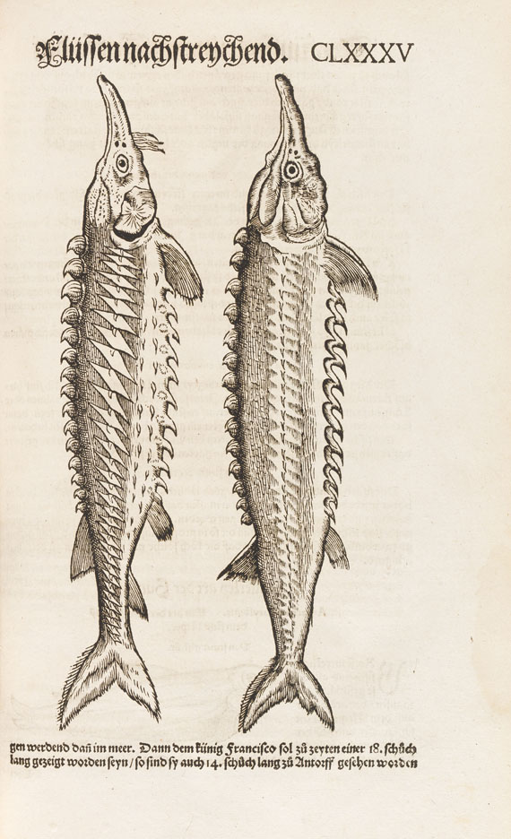 Conrad Gesner - Vogel-, Thier-, Fisch- und Schlangenbuch