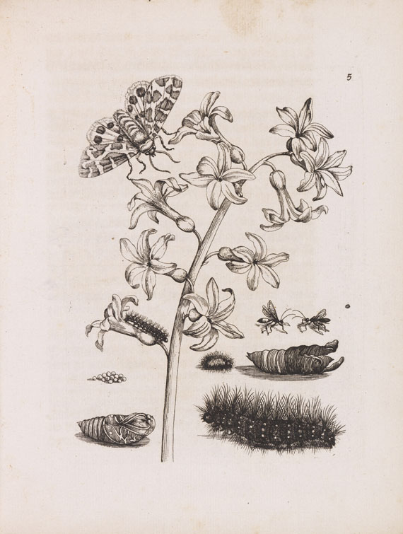 Maria Sibylla Merian - Der Raupen Verwandelung