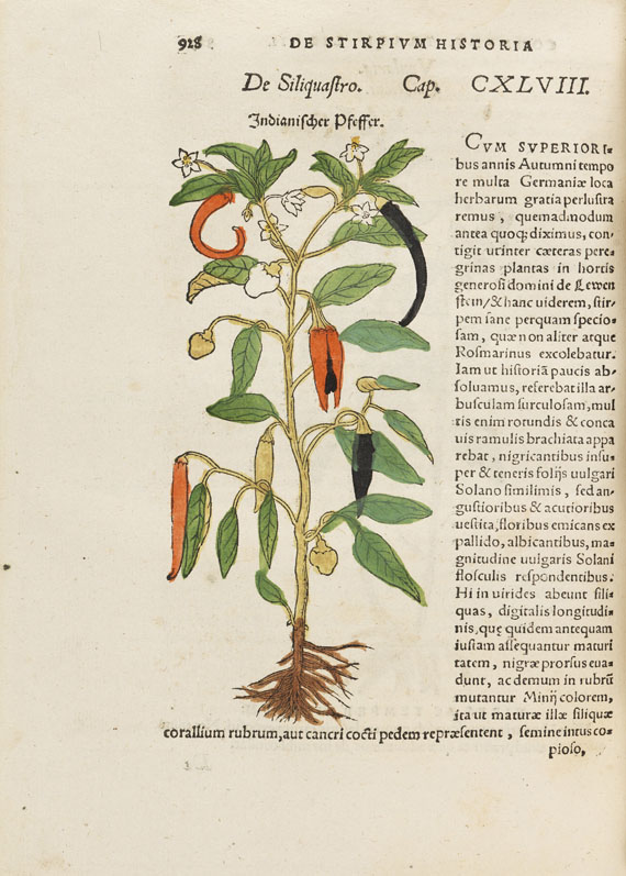 Hieronymus Bock - De stirpium - Weitere Abbildung