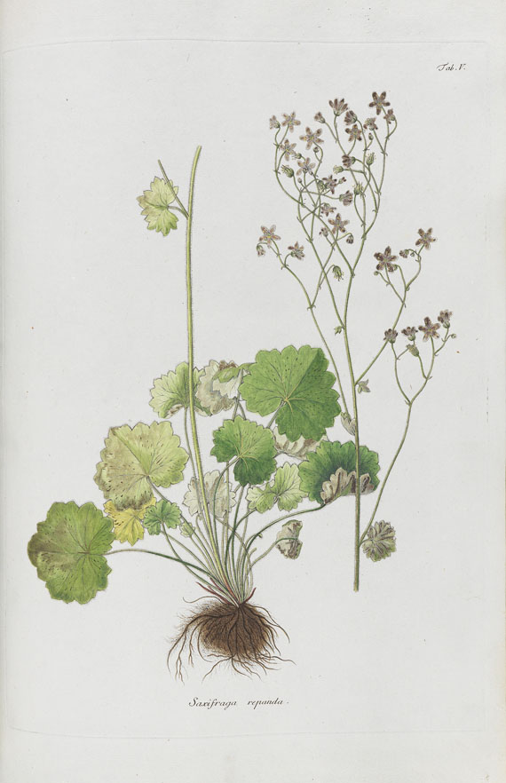 Kaspar Maria von Sternberg - Revisio saxifragarum - Weitere Abbildung