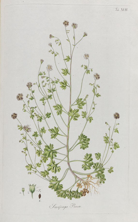 Kaspar Maria von Sternberg - Revisio saxifragarum - Weitere Abbildung