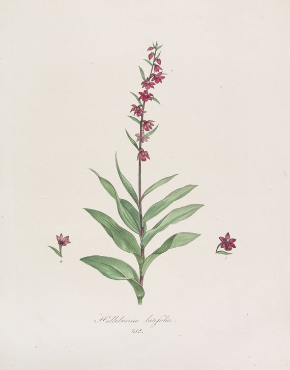 Franz de Paula von Schrank - Flora Monacensis. Bände 2-4 in 3 Bänden - Weitere Abbildung