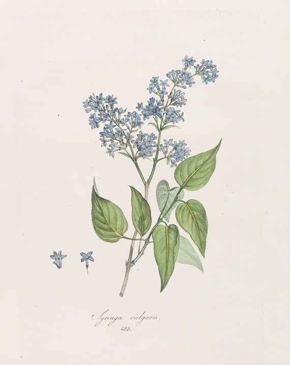Franz de Paula von Schrank - Flora Monacensis. Bände 2-4 in 3 Bänden - Weitere Abbildung