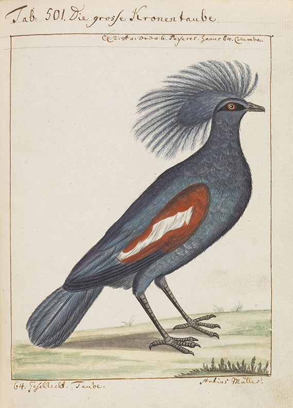 Carl von Linné - Vögel in Beschreibungen und Abbildungen - Weitere Abbildung