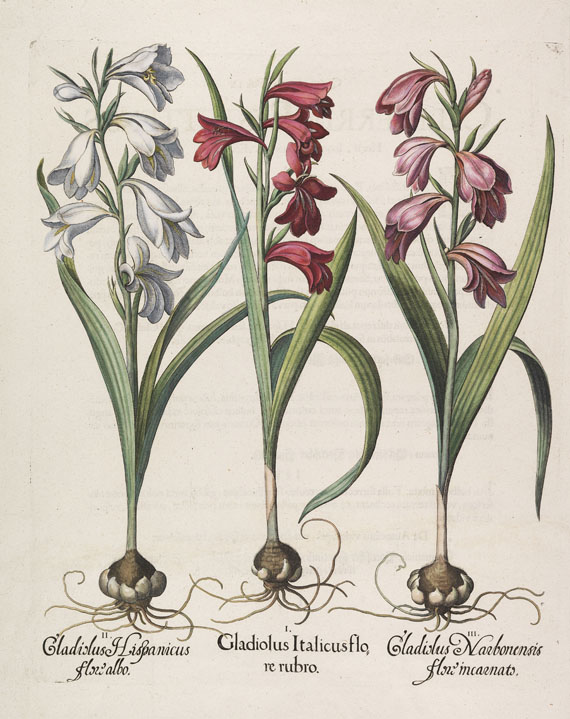 Besler - 4 Kupferstiche (Gladiolus/Cyclamen/Bellis/Asphodelus)