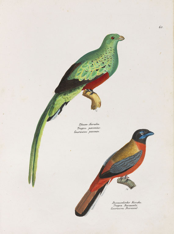 Heinrich Rudolf Schinz - Naturgeschichte der Vögel. 2 Bde. - Weitere Abbildung