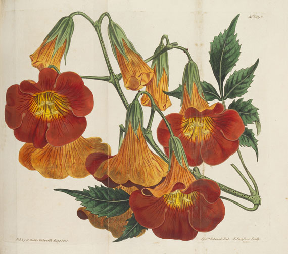 William Curtis - Botanical Magazine, Bd. 1-53 in 40 Bänden - Weitere Abbildung