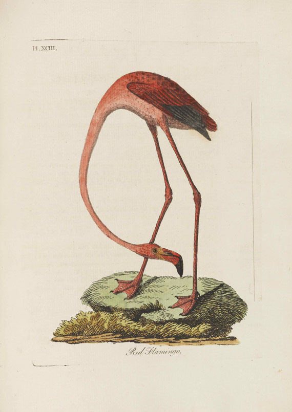 John Latham - A general Synopsis of Birds - Weitere Abbildung