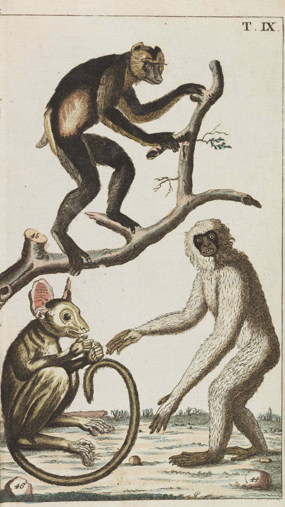 Gottlieb Tobias Wilhelm - Unterhaltungen aus der Naturgeschichte. 25 Bände - Weitere Abbildung