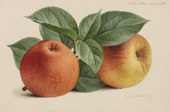 Pieter Joseph de Pannemaeker - 309 Orig.-Aquarelle und 3 Orig.-Bleistiftzeichnungen zu "Originaux de publications d´horticulture et d´arboriculture" - Weitere Abbildung