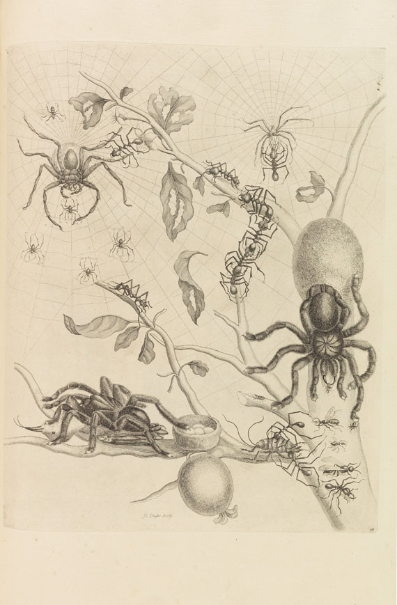 Maria Sibylla Merian - Veranderingen der surinaamsche Insecten