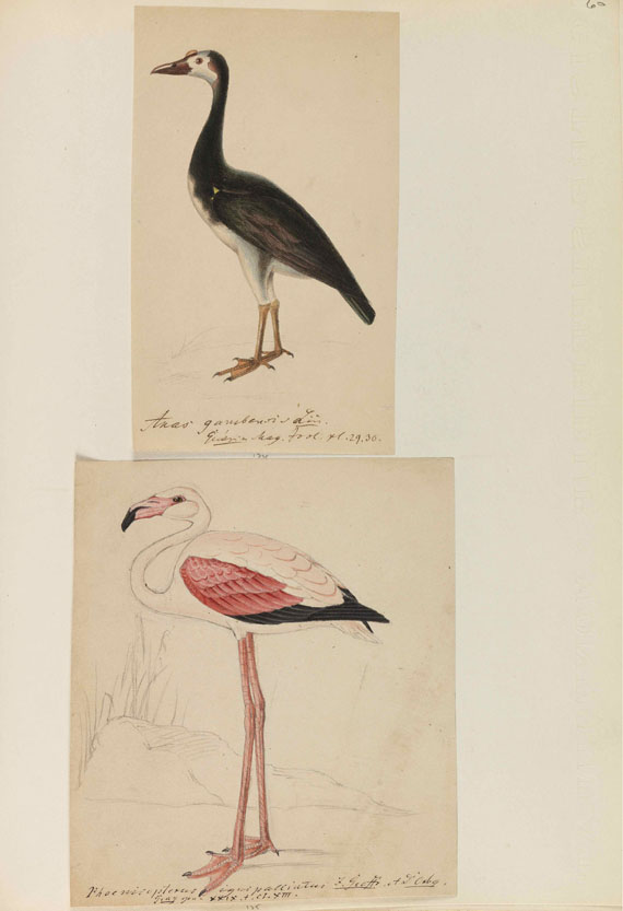 Heinrich Gottlieb Ludwig Reichenbach - Sammelband mit ornithologischen Orig.-Zeichnungen