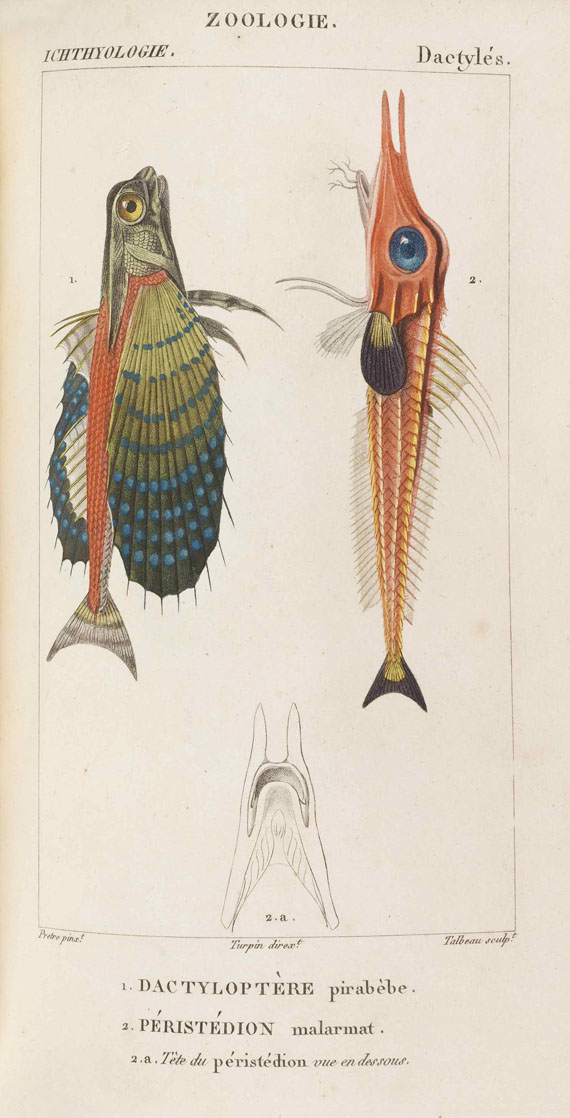 Georges Cuvier - Dictionnaire des sciences naturelles - Weitere Abbildung