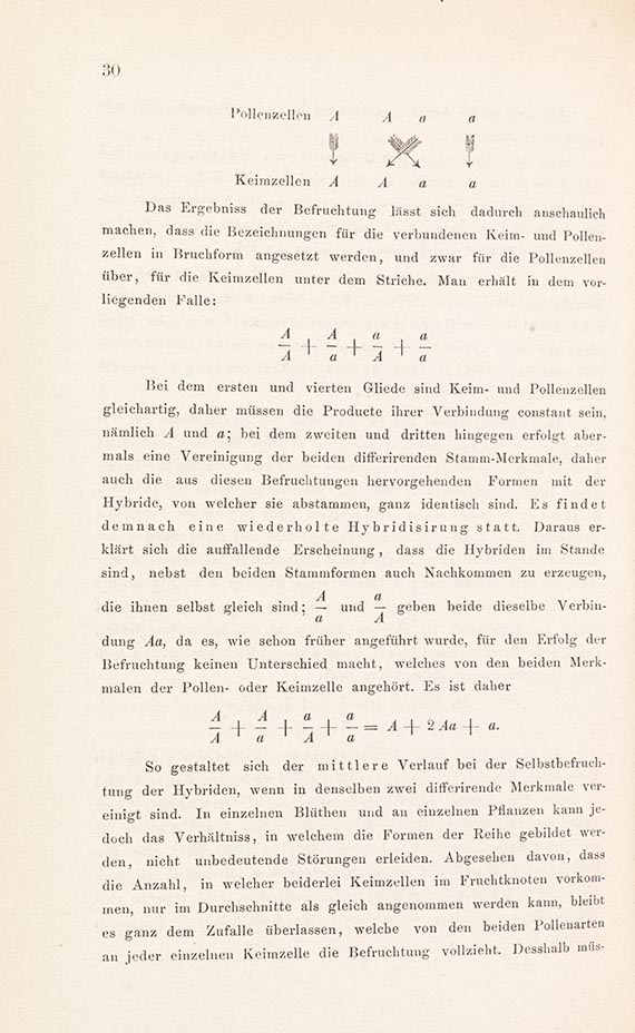 Gregor Mendel - Versuche über Pflanzen-Hybriden - Weitere Abbildung