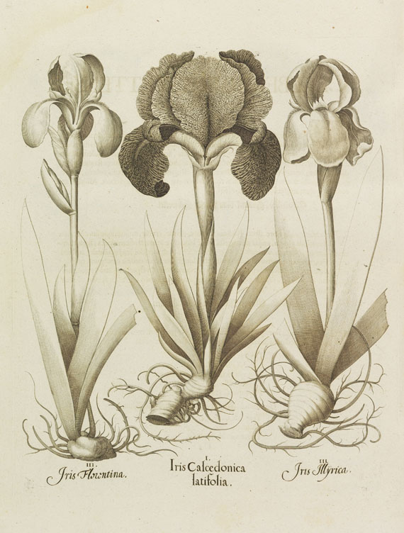 Basilius Besler - Hortus Eystettensis - Weitere Abbildung