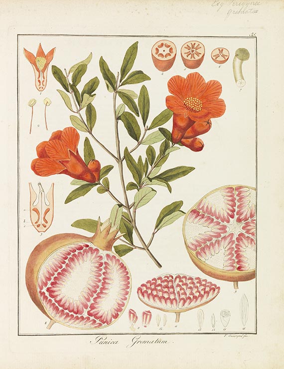 Friedrich Gottlob Hayne - Getreue Darstellung und Beschreibung der ... Gewächse - Weitere Abbildung